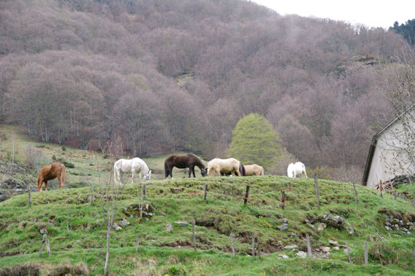 Jolis chevaux prs du Pont de Brioule