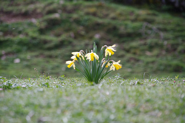 C_est le printemps vers le Pont de Nadau