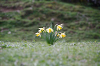 C'est le printemps vers le Pont de Nadau