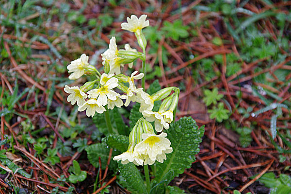 Un bouquet de Primevres  Caussilet