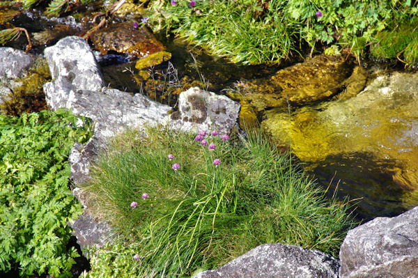 Le ruisseau sous le Lac Nre