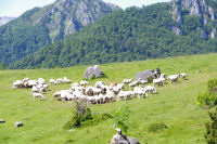 Un berger soignant ses moutons