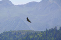 Vautour au Col d_Ansan