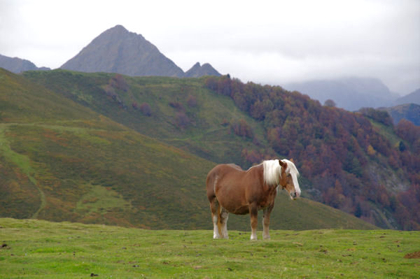 Depuis le Soum de Tramassel, au fond, le Pic de Viscos,  droite, le Bois de Mailh Blanc