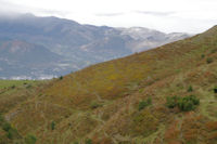 Des genets en fleur  Hourquet, Argels Gazost dans la valle