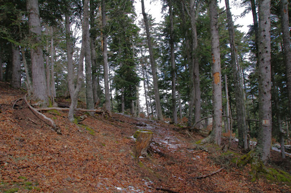 Dans la fort domaniale de la Neste du Louron