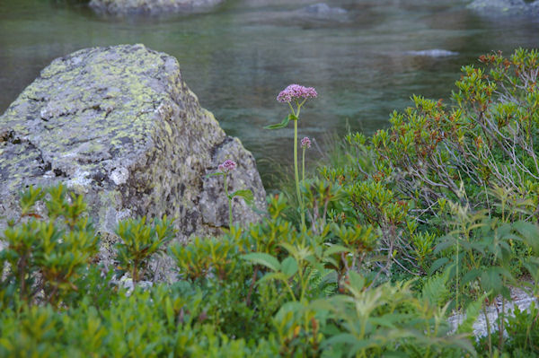 Une jolie fleur, mais laquelle?