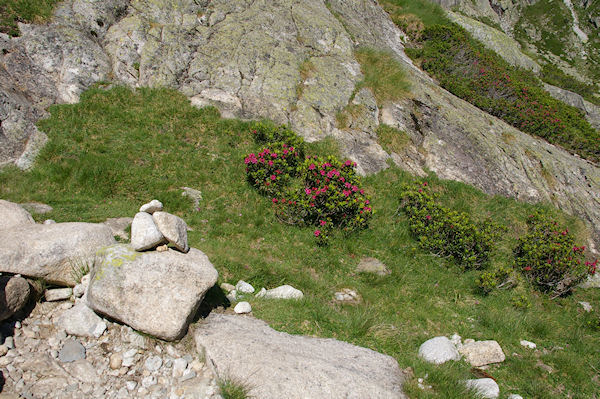 Des Rhododendrons en fleur