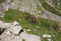 Des Rhododendrons en fleur