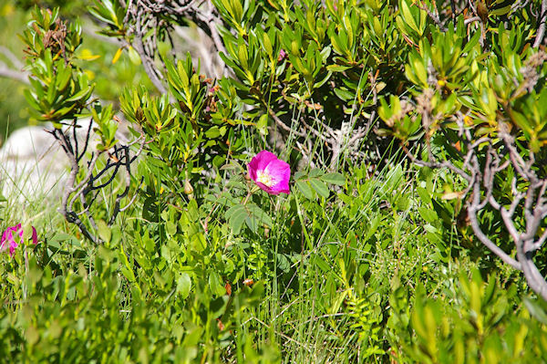 Une Eglantine dans le vallon du Larribet