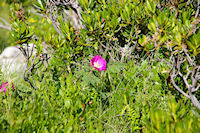 Une Eglantine dans le vallon du Larribet