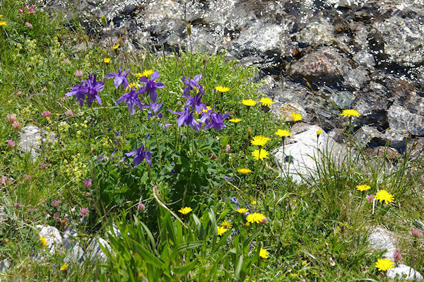 Des Ancolies au bord du Larribet