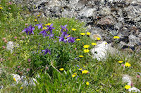 Des Ancolies au bord du Larribet