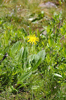 Une Marguerite Jaune  la Claou