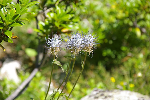 Jolie fleur hirsute, mais laquelle?