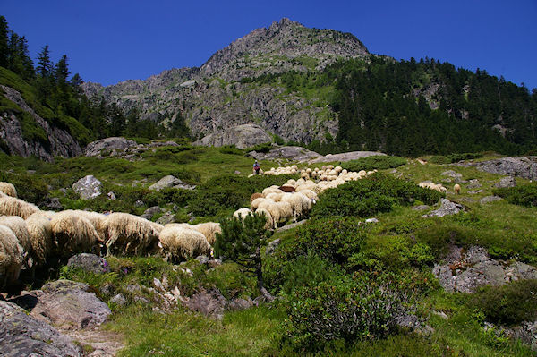 Des moutons montant en estive au Larribet