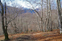 Dans le Bois de Laurouse