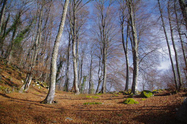 Dans le Bois de Laurouse, au dessus de Laurences