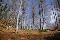 Dans le Bois de Laurouse, au dessus de Laurences