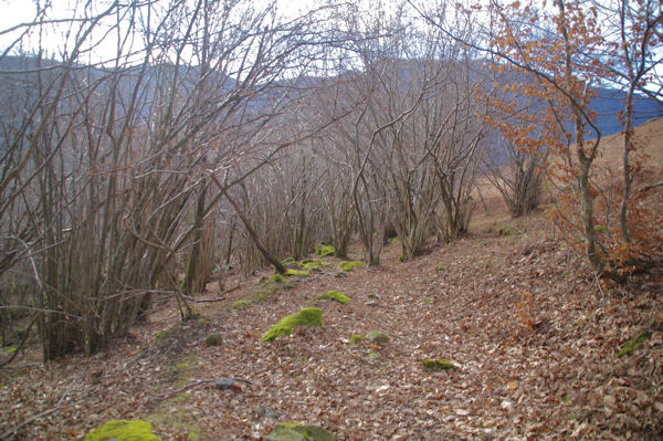 Le Bois des Pouzades