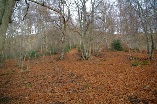 Le Bois des Pouzades