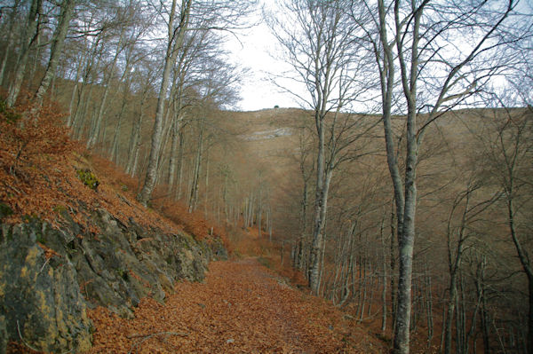 Le chemin dans le Bois des Pouzades