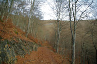 Le chemin dans le Bois des Pouzades