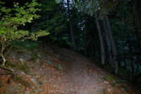 La foret dense au dessus du pont de Plasi