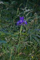 Un iris pyreneen