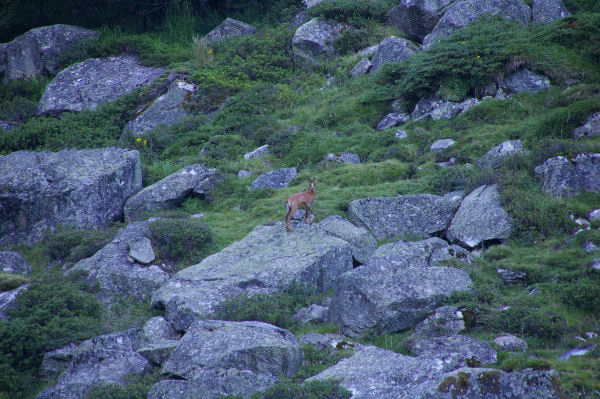 Un jeune isard vers le Lac de Langue