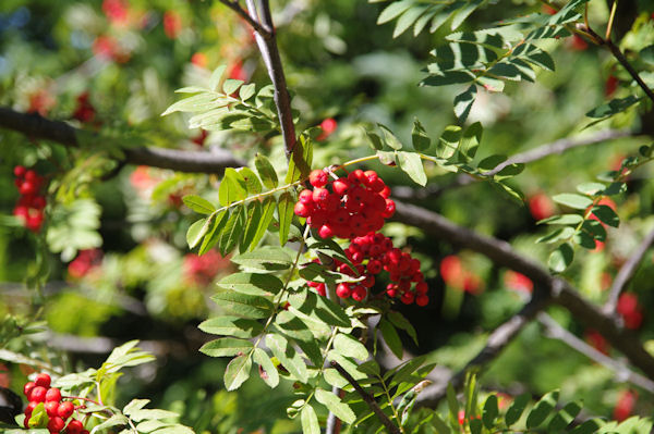 Le Sorbier est en fruit!