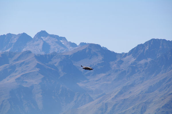 Un vautour fauve, derrire, le Turon de Nouvielle, le Pic des Trois Conseillers, Le Pic de Nouvielle