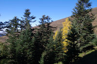 Couleurs d_automne dans la Sapinire de Berne