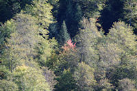 Couleurs d_automne dans la Sapinire de Berne