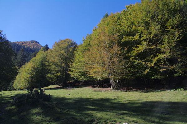 Des feuillus au bord de la Sapinire de Rieu Mousserau 