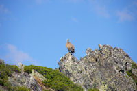 Un vautour fauve au Pic de Mousques