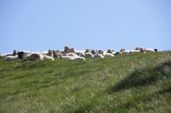 Des moutons vers le Col de las Capullas