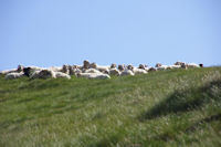 Des moutons vers le Col de las Capullas