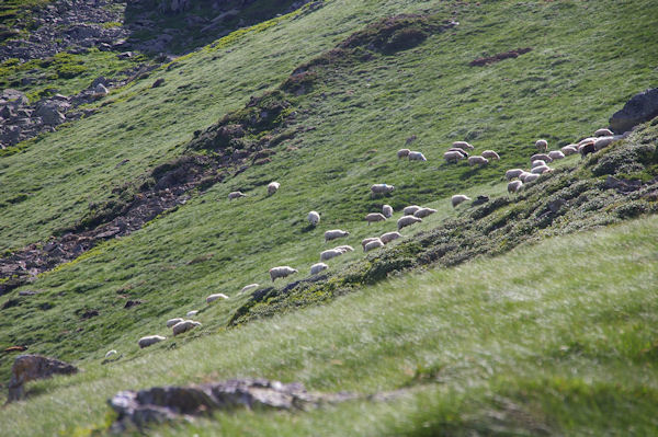 Des moutons en estive sous le Pic du Midi d_Arrens