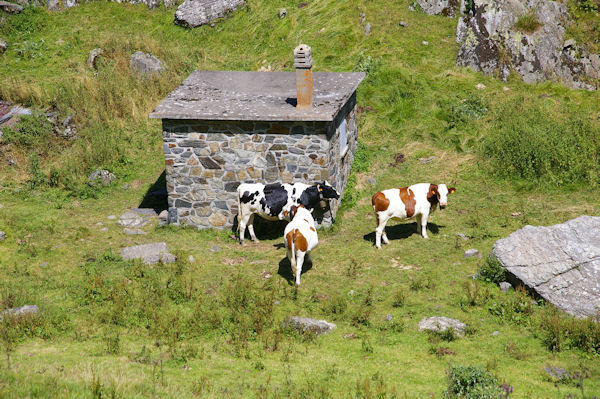 Quelques vaches  la cabanne de Mauvsi