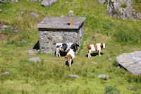 Quelques vaches a la cabanne de Mauvesi