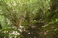 Le chemin au dessus du Pont d'Ourey