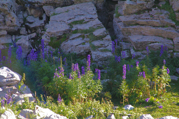 Des lupins dans le Cirque de Troumouse