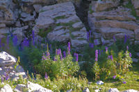 Des lupins dans le Cirque de Troumouse