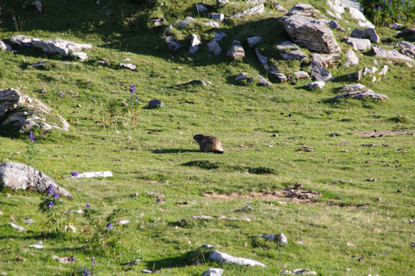 Une marmotte dans le Cirque de Troumouse