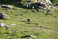 Une marmotte dans le Cirque de Troumouse