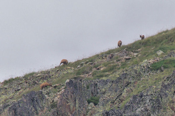 Des isards sur le flanc du Pic Alphonse Meillon