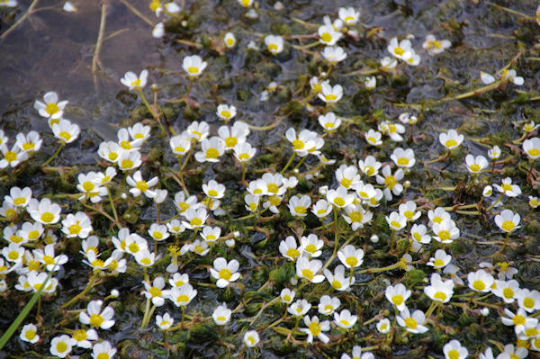 Fleurs aquatiques