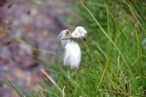 Linaigrette