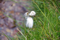 Linaigrette